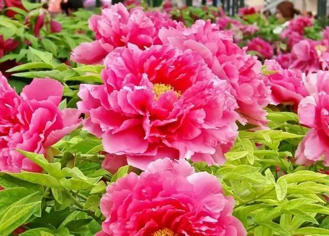 c49fed2e41fd42d1b9c76d6263675606.jpeg