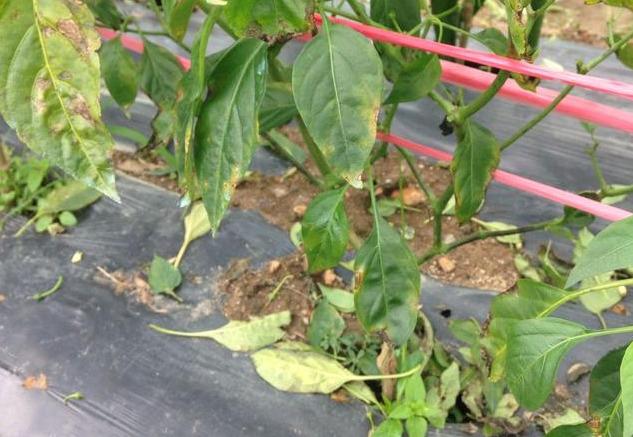 怎样腌制辣椒叶好吃 cf6d9d60e52844fd96a9f5195a23e125.jpeg