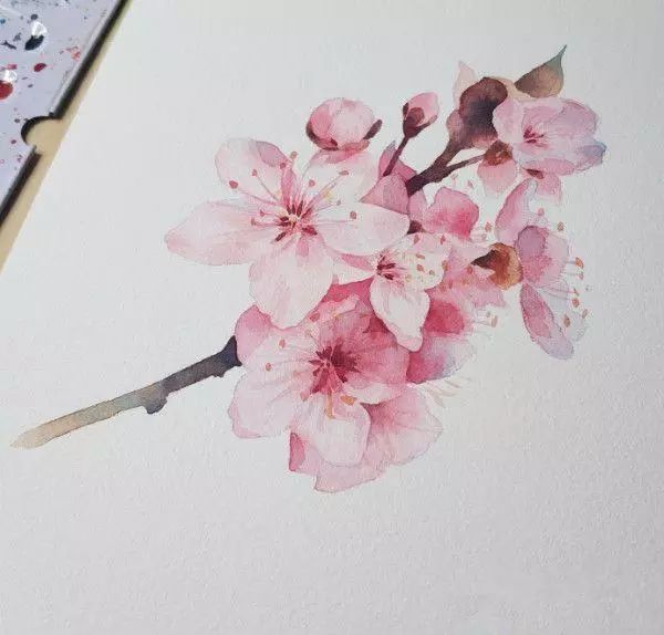 教程| 樱花水彩画的绘画教程,收藏学习