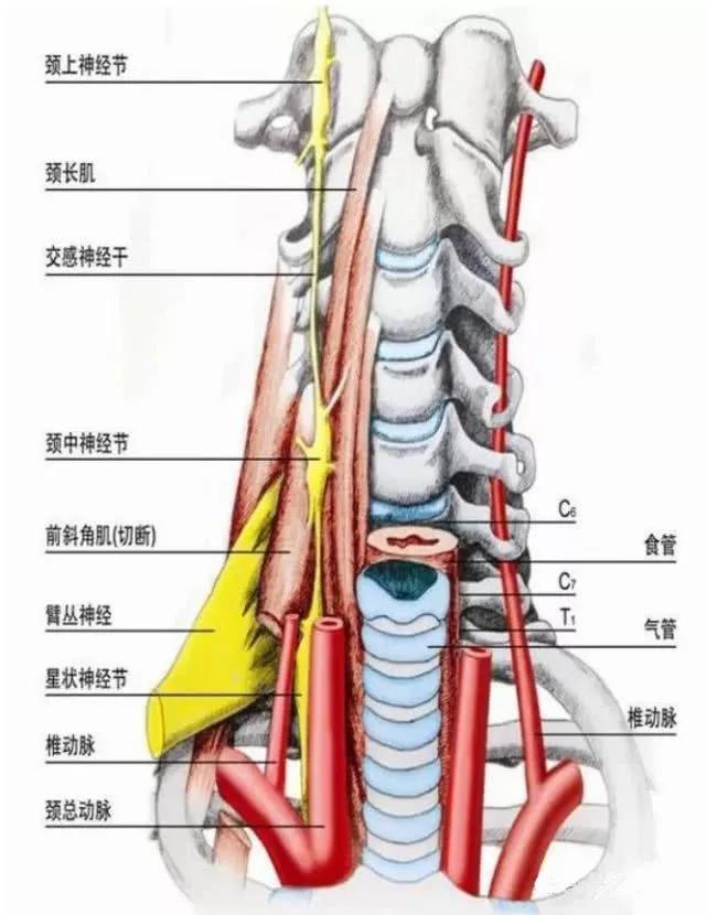 1,胫部交感神经节为上部神经节(c3的高度),中部神经节(c6的高度),下