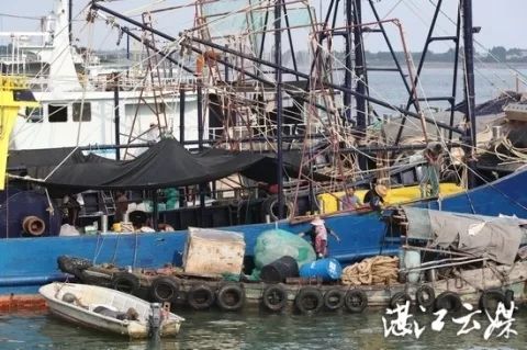 8月15日下午,霞山区渔业码头的渔民们忙着整理渔网,缆绳和清理渔船等
