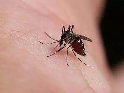 怎样抓蚊子 d9b9afc6af7b498bb64cba3d6308f6c2.jpeg