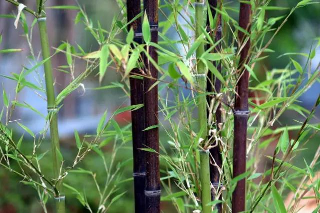 必赢平台200种常见植物教你认识（上）(图91)