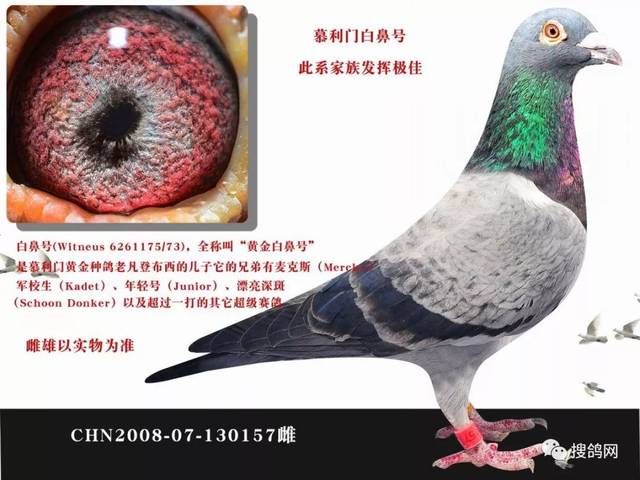 搜鸽鉴赏慕利门黄金种雄白鼻号