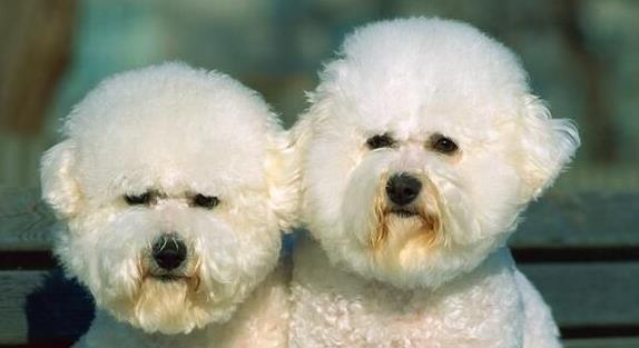 普贝斯:萨摩耶犬为何呕吐 mg电子网站