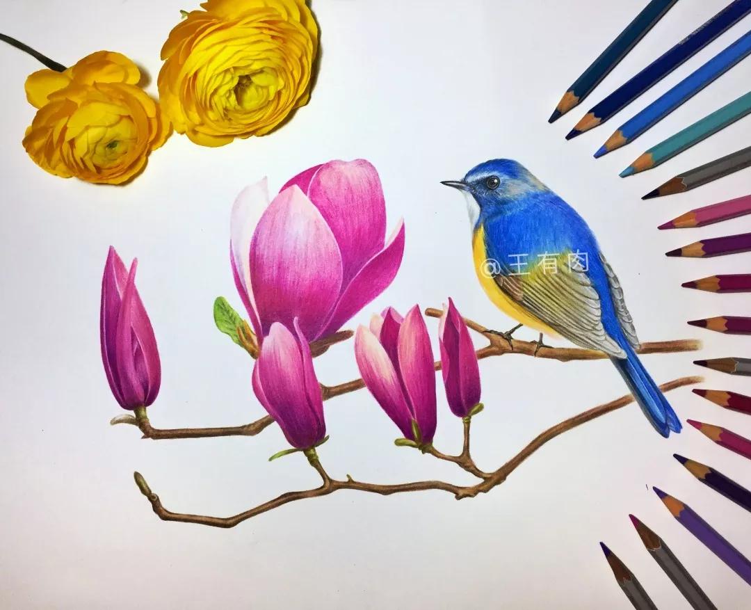 花鳥圖2 凌雪玉兰国画- 花鸟画- 99字画网