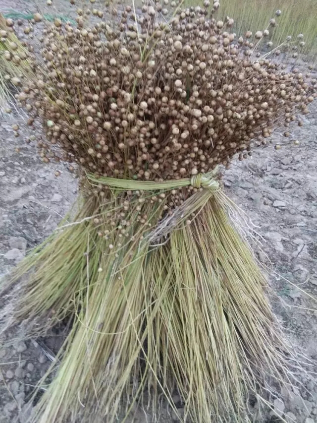 1/ 12 胡麻开花阶段 胡麻即将成熟阶段 胡麻即将成熟阶段 胡麻成熟了