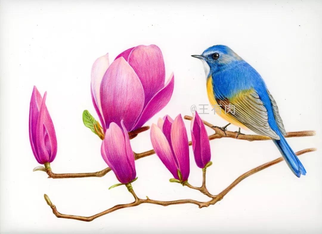 彩铅画花鸟——玉兰与鸟
