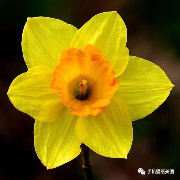 微信花草头像大全,带来好运的头像_女人