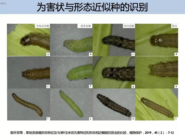 性外激素诱捕昆虫什么原理_昆虫简笔画(3)