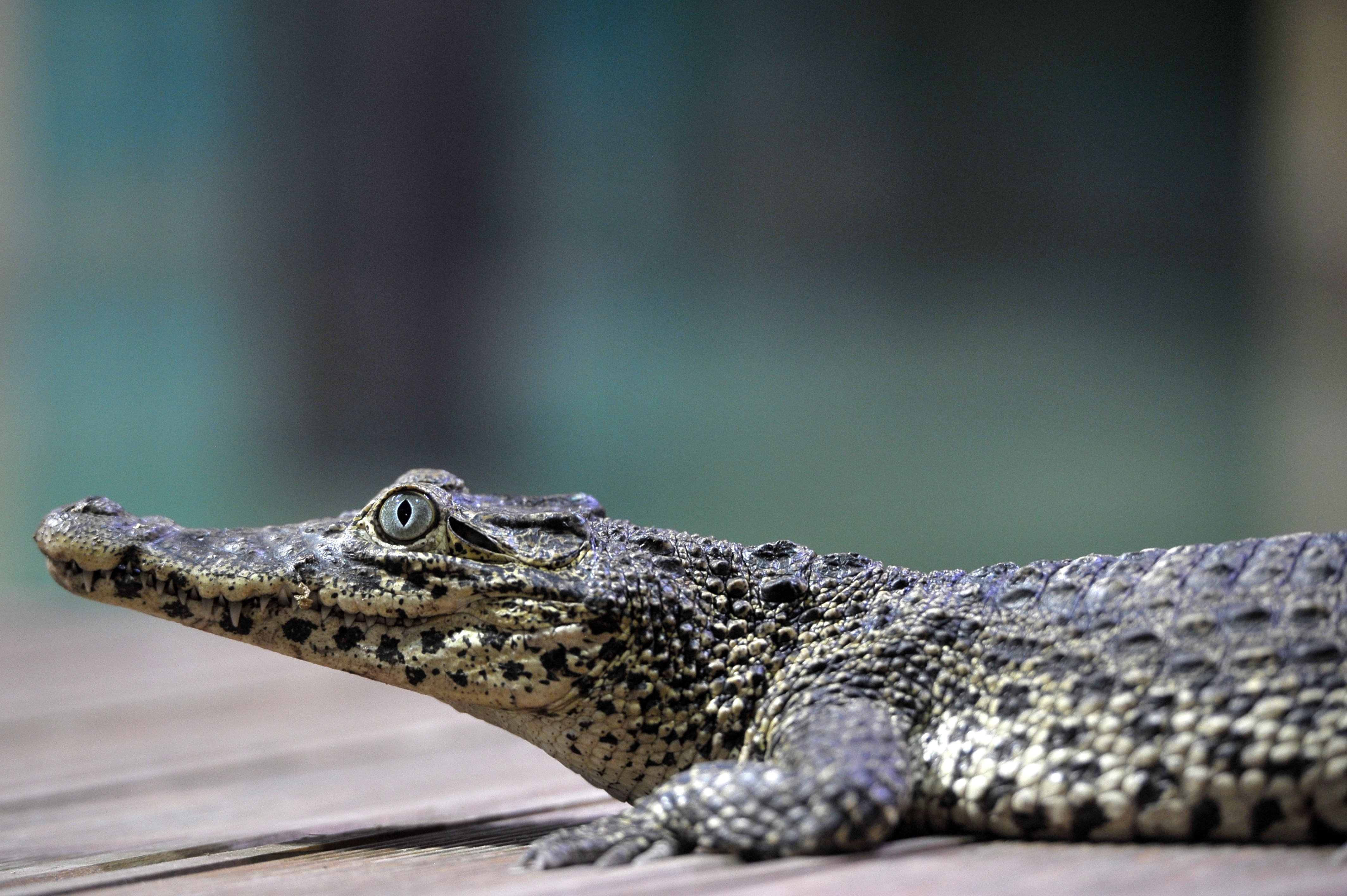 布达佩斯动物园的小古巴鳄