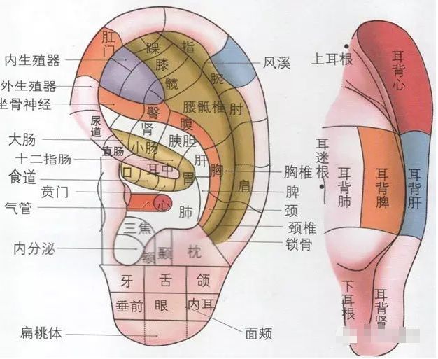 都有特定的反射区,身体有病变时,往往会在耳朵相应部位出现疼痛敏感