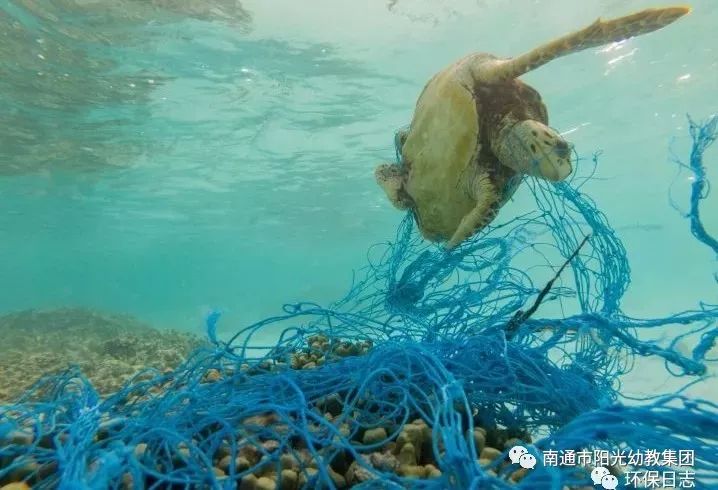 一张张海底污染的图片,一个个海洋生物因塑料垃圾而死亡的画面让人