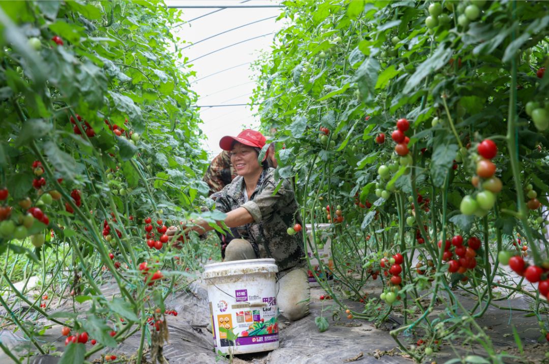 蔬菜瓜果基地喜获丰收恒大助力毕节产业做大做强