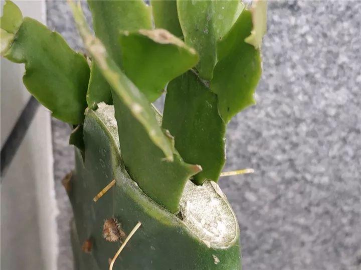 在形成层的位置,用刀片花开一个口子,把叶子插好用牙签穿透固定住.