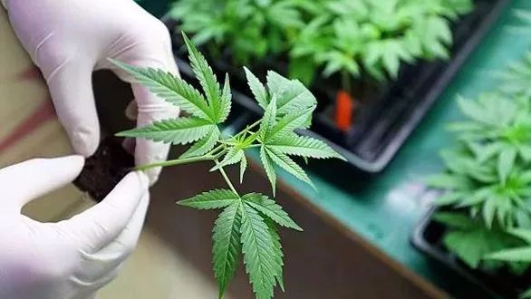 加国华人在自家种植大麻被逮捕 这发财致富的道路有点不稳妥啊 公众