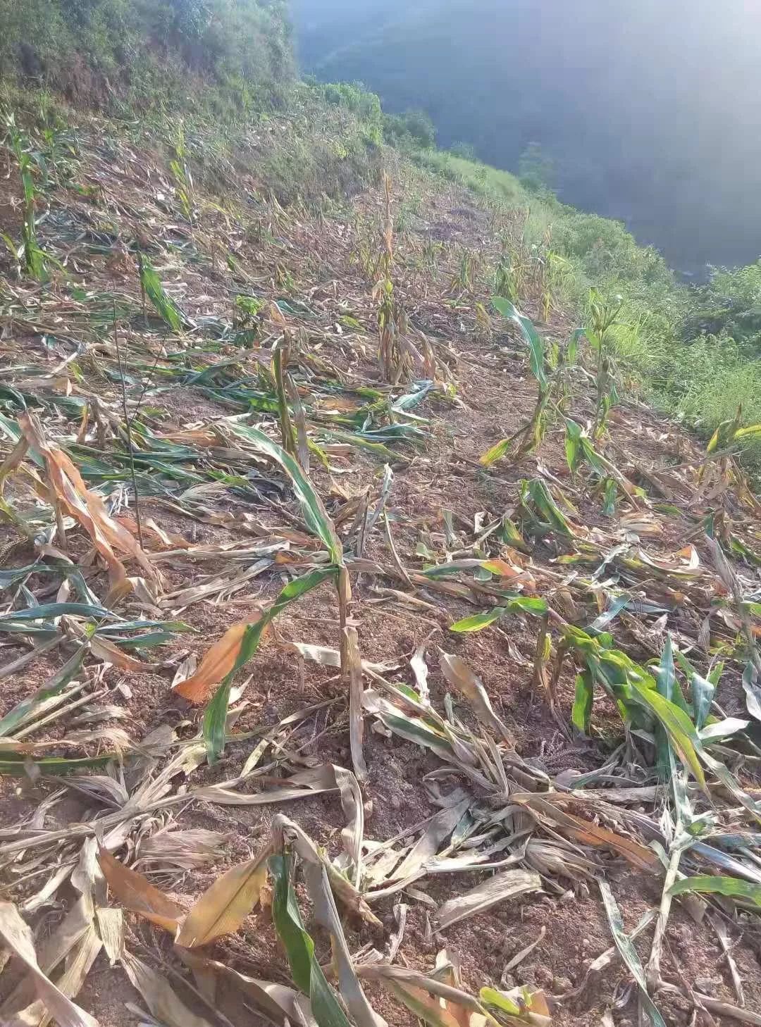 群众反映将军山唐淌野猪糟蹋庄稼农民大片包谷被毁