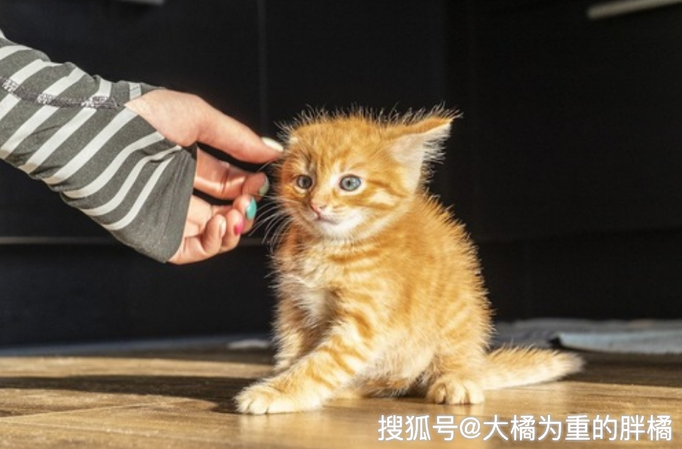 猫咪怎么才能亲近自己 493c9625a56a46a8a2207eb21c063419.png