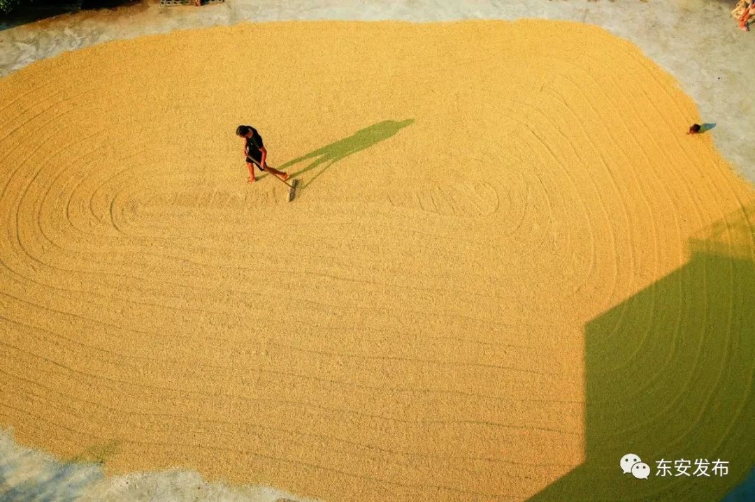 收割  东安县汉寿村农民驾驶收割机收割稻谷.