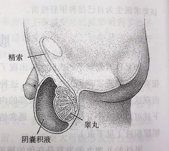                     家有男宝必看！包皮割不割？多大割？怎么清洁？这些事儿别乱来