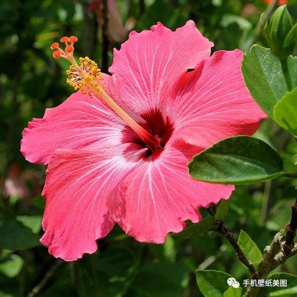 微信花草头像大全,带来好运的头像