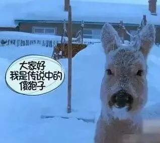 野鸡飞到饭锅里棒打狍子瓢舀鱼