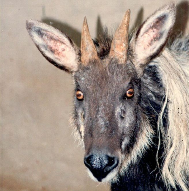 【神奇动物在中国·第7讲】传说中的四不像