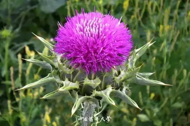 连花清瘟配什么效果好 74f45be8215c4147a9554638d14826cf.jpeg