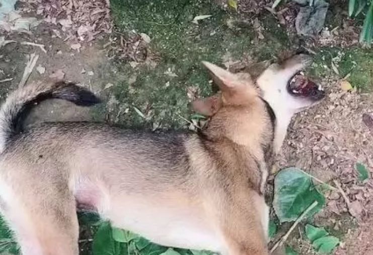 狗狗被偷狗的下药，奄奄一息，将死之际依然拼命爬回家