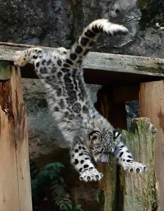 Meow Furry Cat Store | 雪豹猫Snow Bengal #雪豹猫#雪豹猫