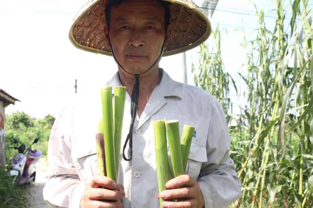 奶油味的崇明芦穄,你吃过吗?