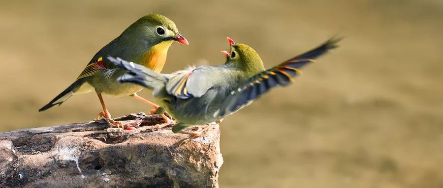 巢鸟什么成语_成语故事简笔画(5)