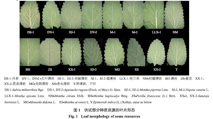 薄荷及其近缘物种叶的形态特征及dna条形码鉴定研究