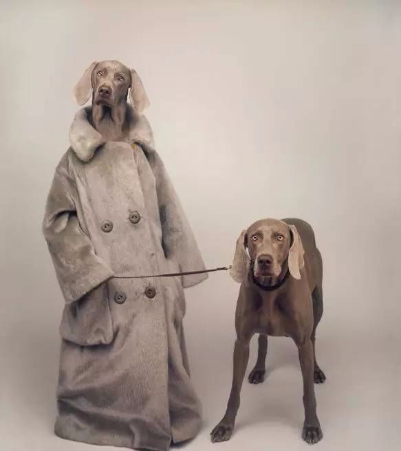 怎么看小狗能不能打猎 927f923cb3124ce8b10b15d8c8ab646d.jpeg