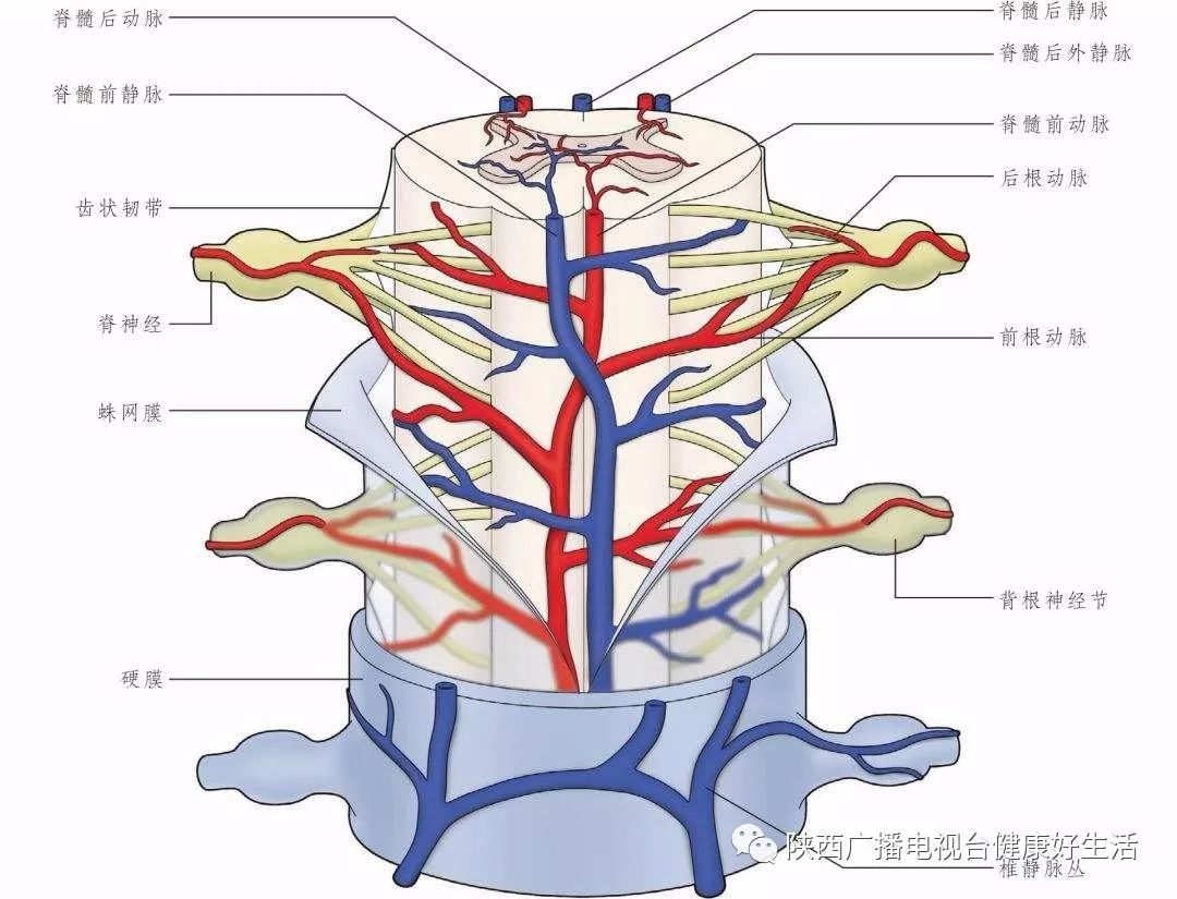 缺血性脊髓血管病 (1)脊髓短暂性缺血发作:间歇性跛行和下肢远端发作