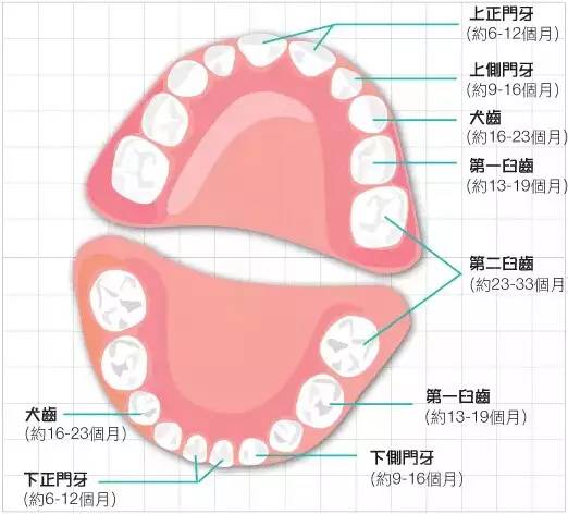 牙多少人口_台湾有多少人口(2)