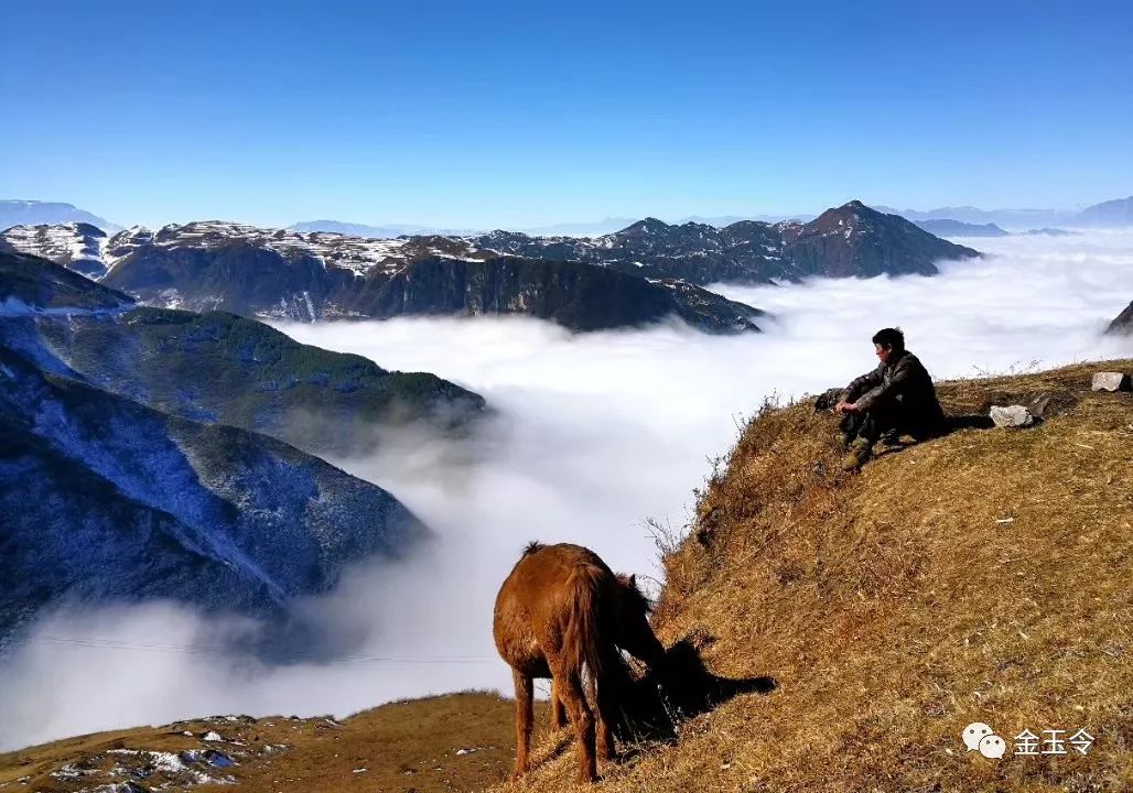 山坡羊 邱峰摄