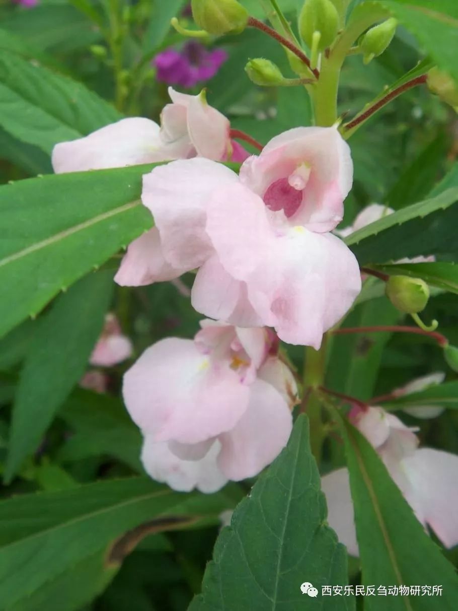 香红嫩绿正开时_凤仙花