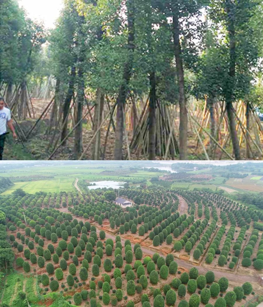 苗圃图受制于装备,无法自己进行拍摄,例如全景航拍