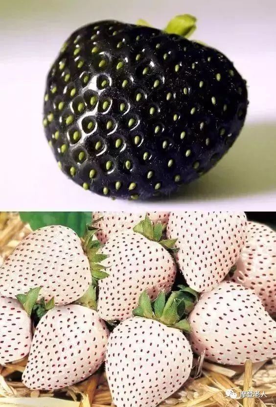 二十种罕见的蔬果,绝对罕见_奇特