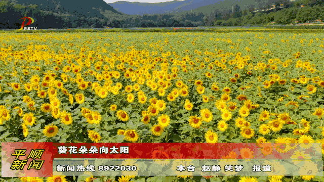 葵花朵朵向太阳_向日葵
