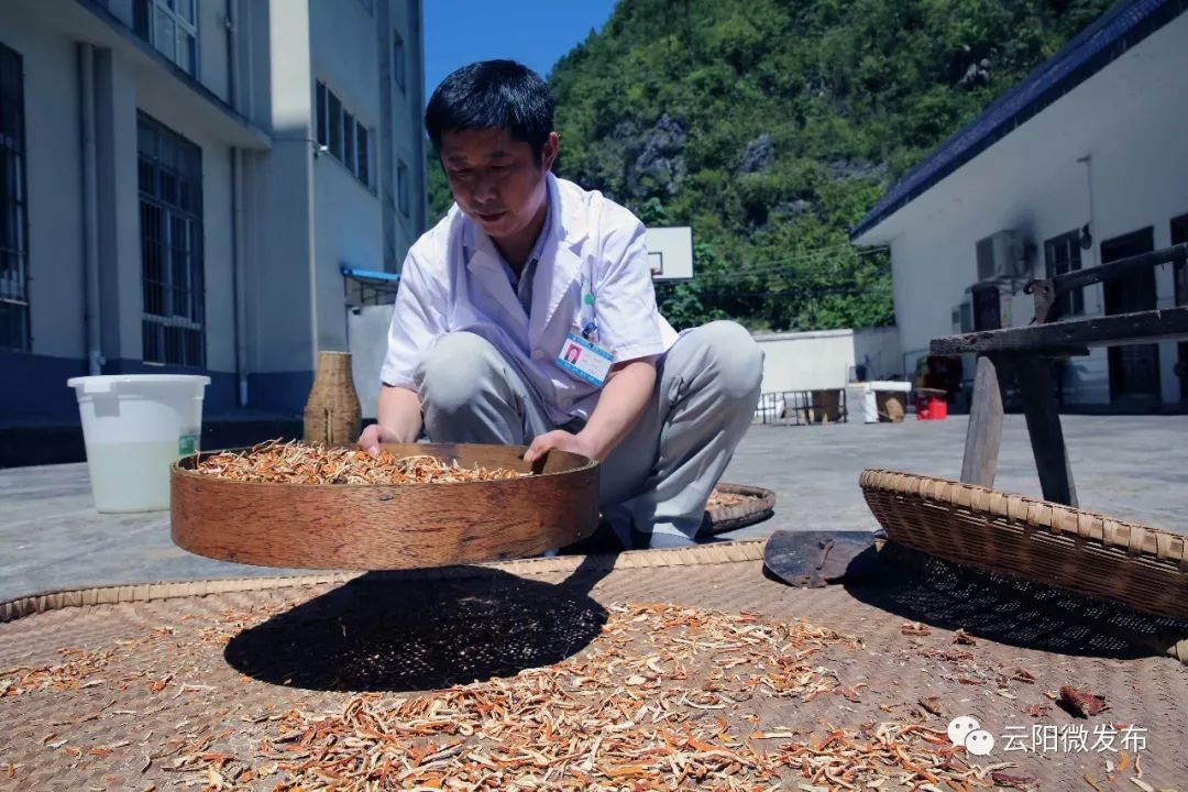 中药想要用得好炮制也有大学问看看云阳中医的炮制经验