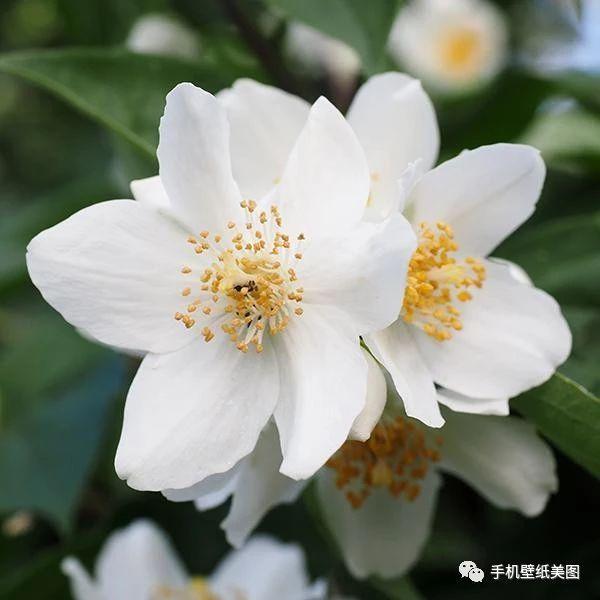 微信花草头像大全,带来好运的头像