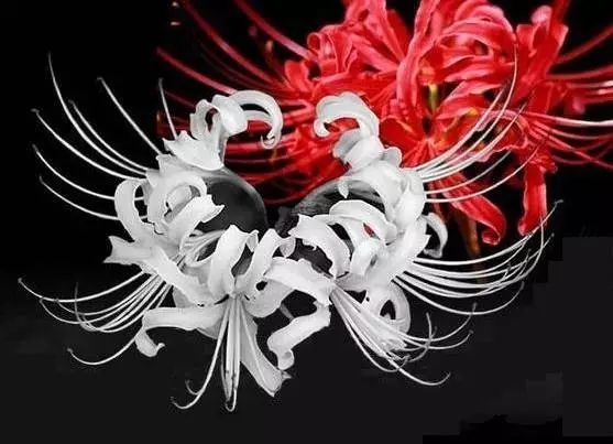 48张彼岸花图,花开彼岸天!