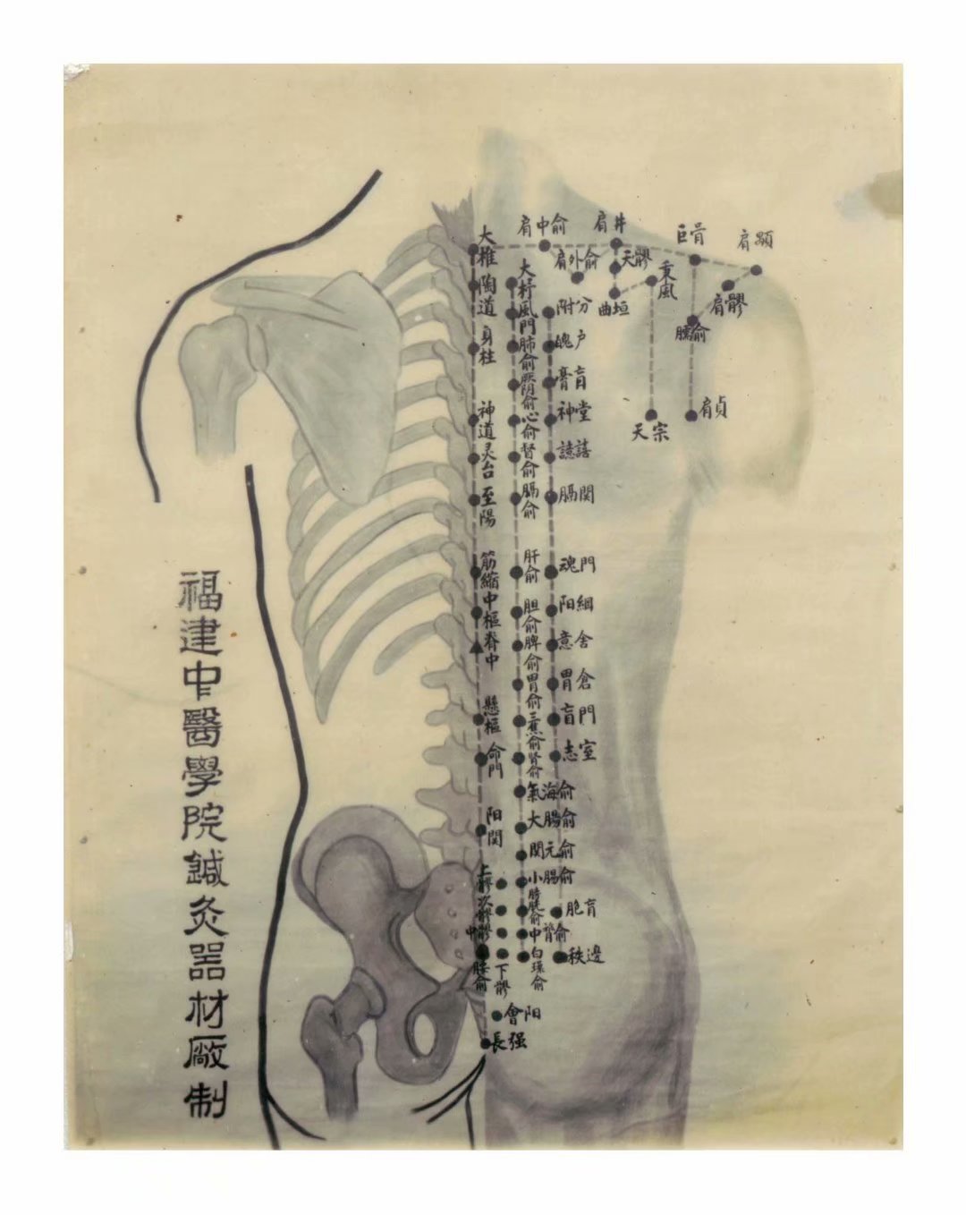 福建中医学院手绘针灸穴位图巫氏中医博物馆藏品