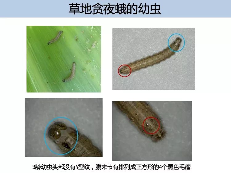 性外激素诱捕昆虫什么原理_昆虫简笔画(2)