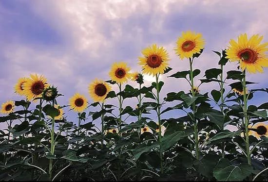 太阳花的花语是什么