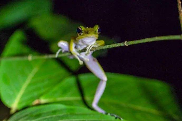 在馬來西亞沙巴拜訪貓城，夜訪青蛙，去加丁山尋找大王花 旅遊 第2張