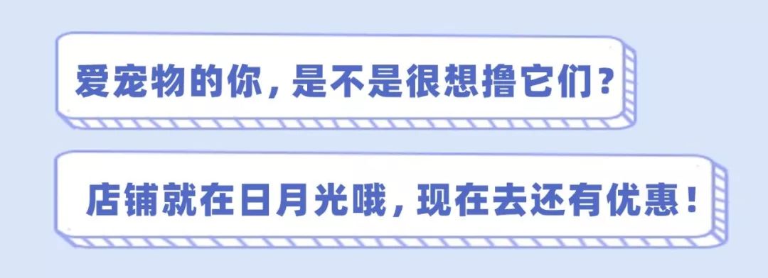 萌炸了！23.8元搶原價80元萌寵票！隕石羊駝、布偶貓、香豬、豚鼠、龍貓......足不出滬，擼盡全球萌寵！ 寵物 第5張