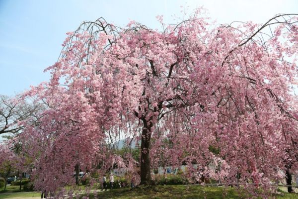 八重红垂枝樱,一树成景,花开醉人,花枝同赏!_樱花